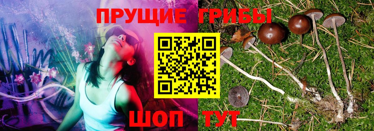 Галлюциногенные грибы Psilocybe Кемерово